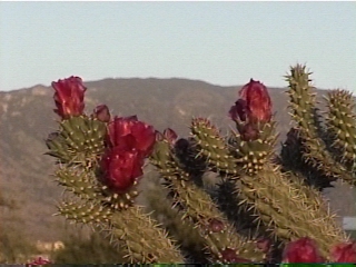 Cactus