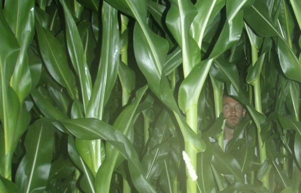 Adam in Cornfield