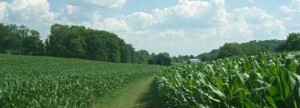 Green Fields